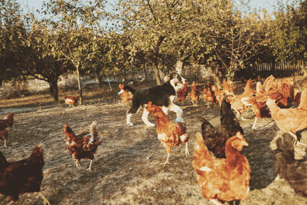 Cara Ternak Ayam Kampung