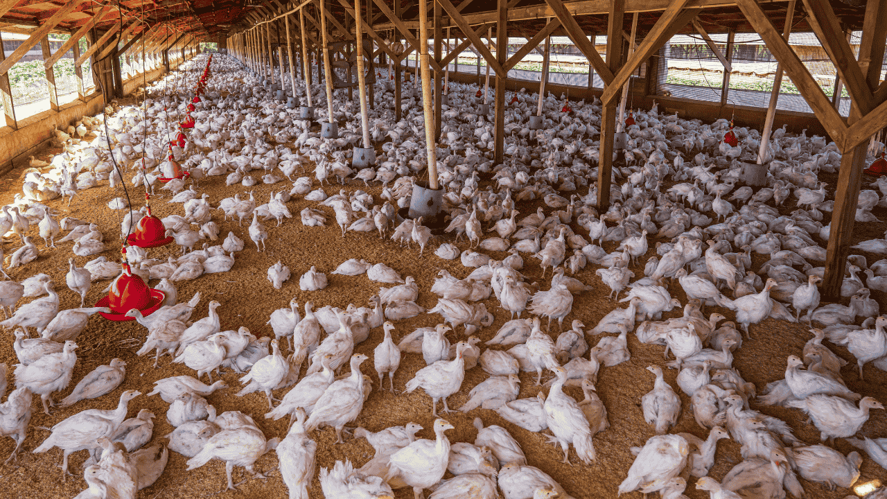 Mau Cuan dari Ternak Ayam Kenali Jenis dan Cara Merawatnya