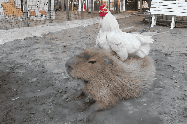 Capybara Termasuk Hewan Jenis Tikus Apa Bukan