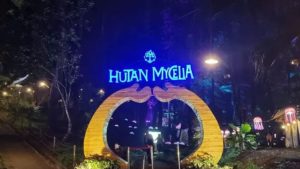 Hutan Mycelia Wisata Alam Unik yang Sedang Naik Daun