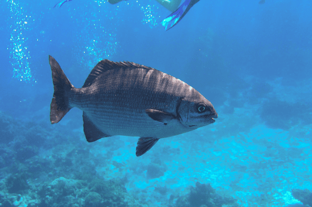 Ikan Bisa Mengeluarkan Suara