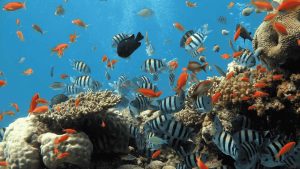 Pernah Dengerin Ikan? Begini Cara Mereka ‘Ngomong’ di Air