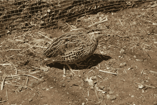 Cara Ternak Burung Puyuh