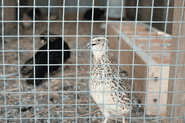 Kandang Ternak Burung