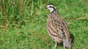 Panduan Sukses Ternak Burung Puyuh Petelur untuk Pemula