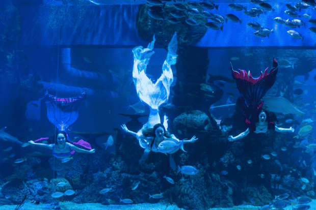 Mermaid Show Jam Berapa