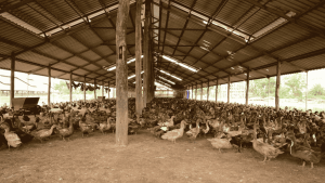 Peluang Usaha Ternak Bebek yang Menguntungkan