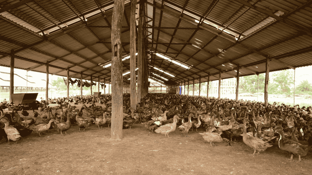 Peluang Usaha Ternak Bebek yang Menguntungkan