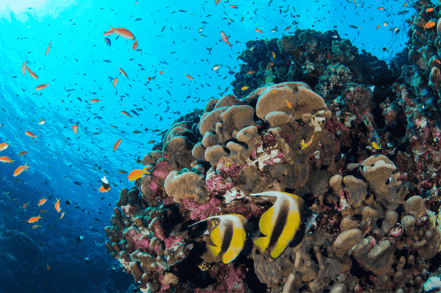 Perbedaan Sea World dan Ocean Dream