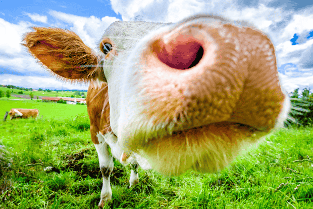 Tips Biar Sapi Kamu Cepat Gemuk