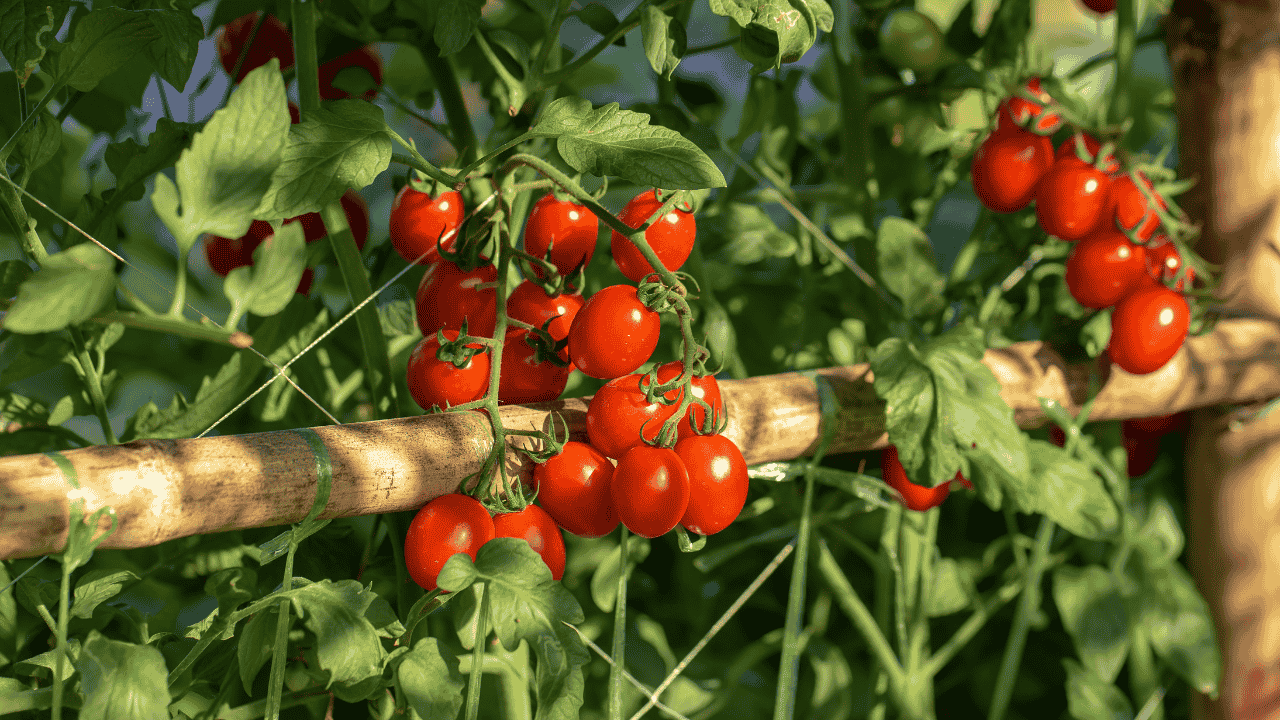 Tomat Buah atau Sayur Ini Fakta, Manfaat, dan Penjelasan Lengkapnya