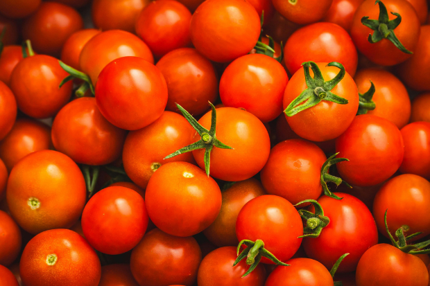 Tomat Itu Buah atau Sayur Begini Penjelasan Ilmiahnya